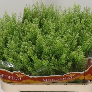 Freshy Lepidium Green Bell