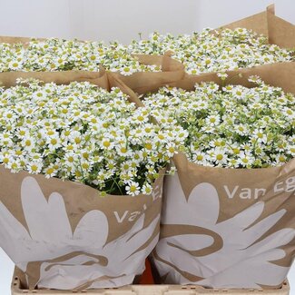 Freshy Tanacetum Pa Cameron
