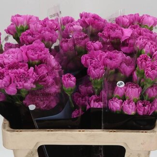 Freshy Korte Anjer “Farida” | Kleur: Roze | Lengte ± 55 centimeter | Per 20 verse bloemen