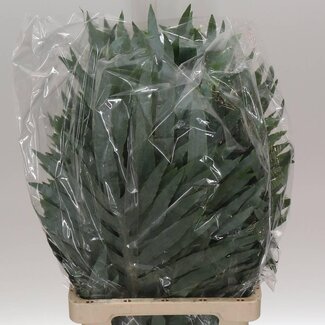 Freshy Phlebodium “Blue Star” Blauwvarken | Kleur: Groen | Lengte ± 75 centimeter | Per 50 takken