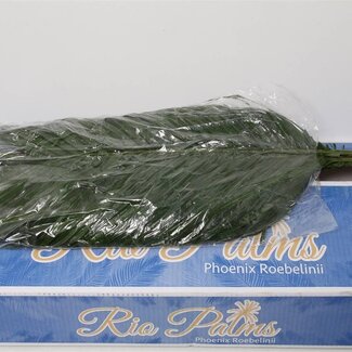 Freshy Phoenix Roebeleni L8 (p. bos)