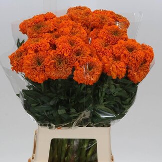 Freshy Tagetes Er Promise O