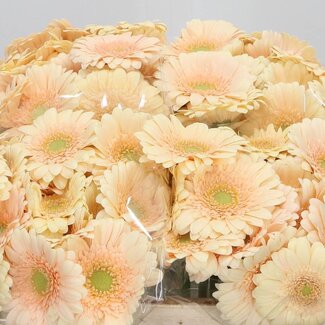 Freshy Germini Aqua “Moët” | Kleur: Oranjeroze | Lengte ± 50 centimeter | Per 20 verse bloemen