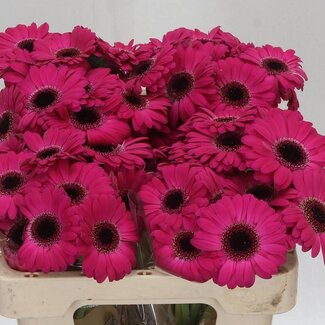 Freshy Germini. Aqua Caprice x20