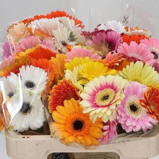 Freshy Germini. Aqua Mix Kameleon x20