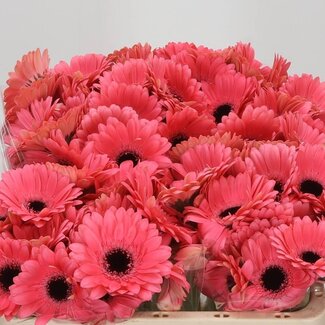 Freshy Germini Aqua “Vidal” | Kleur: Roze | Lengte ± 50 centimeter | Per 20 verse bloemen