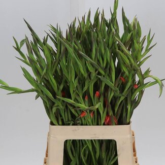 Freshy Gladiolus klein Nathalie