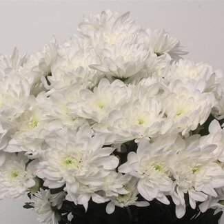 Freshy Chrysant T Pina Colada