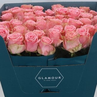 Freshy Rosa Sophia Loren Glamour