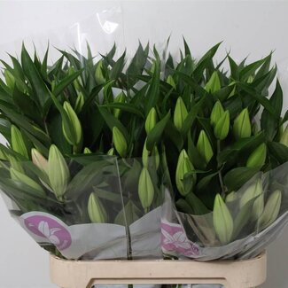 Freshy Lelie Oriental Aqua Praiano