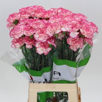 Freshy Anjer Funza Lang Komachi