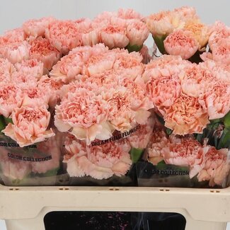 Freshy Anjer Kort Peachy Mambo