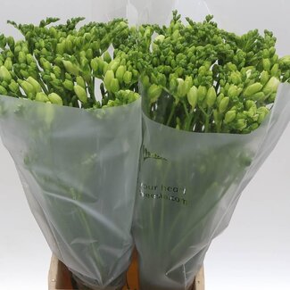 Freshy Freesia dubbel Romantic White