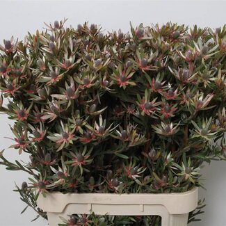 Freshy Leucadendron Ayo Star Pearl