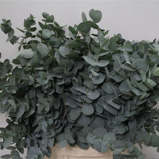 Freshy Eucalyptus Cinerea 300gr (p. bos)