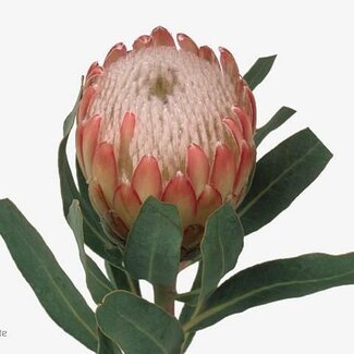 Freshy Protea Susara