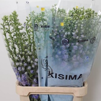 Freshy Delphinium El Guard Blue