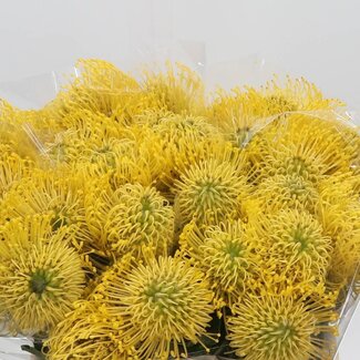 Freshy Nutans Nut High Gold