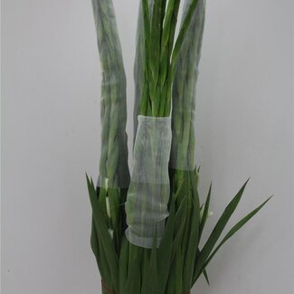 Freshy Gladiolus groot Piet Mohlen