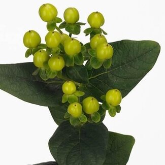 Freshy Hypericum Smiley Romance