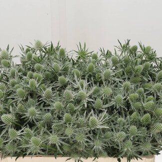 Freshy Eryngium Sirius Questar
