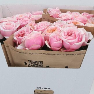 Freshy Rosa Notting Hill