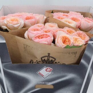 Freshy Rosa Georgi Gardens