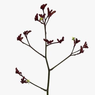 Freshy Anigozanthos Early Lente