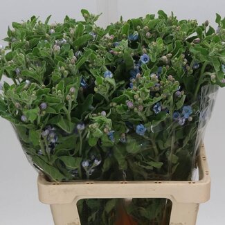 Freshy Oxy Co Tanacetum Pure Blue