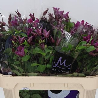 Freshy Clematis Amazing Kyiv