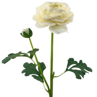 Arti Flora Ranonkel Kunstbloem | Kleur: Natuurlijk Wit | Ranunculus kunstbloemen | Lengte ± 45 centimeter | 2 bloemkoppen per steel | Per stuk