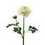 Ranonkel Kunstbloem | Kleur: Natuurlijk Wit | Ranunculus kunstbloemen | Lengte ± 45 centimeter | 2 bloemkoppen per steel | Per kunstbloem