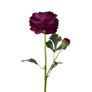 Arti Flora Renoncule Fleur artificielle | Couleur: Fuchsia | Fleurs artificielles Ranunculus | Longueur ± 45 centimeter | 2 têtes de fleur par tige | Par pièce