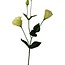 Lisianthus Kunstbloem | Kleur: Groen | Eustoma kunstbloemen | Lengte ± 65 centimeter | Per stuk