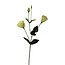 Lisianthus Kunstbloem | Kleur: Groen | Eustoma kunstbloemen | Lengte ± 65 centimeter | Per kunstbloem