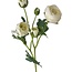 Ranonkel Kunstbloem | Kleur: Natuurlijk Wit | Ranunculus kunstbloemen | Lengte ± 50 centimeter | 3 bloemkoppen per steel | Per stuk