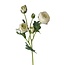 Ranonkel Kunstbloem | Kleur: Natuurlijk Wit | Ranunculus kunstbloemen | Lengte ± 50 centimeter | 3 bloemkoppen per steel | Per kunstbloem