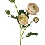 Ranonkel Kunstbloem | Kleur: Groen Wit | Ranunculus kunstbloemen | Lengte ± 50 centimeter | 3 bloemkoppen per steel | Per stuk