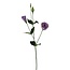 Lisianthus Kunstbloem | Kleur: Lila Paars | Eustoma kunstbloemen | Lengte ± 65 centimeter | Per kunstbloem