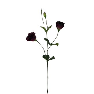 Arti Flora Lisianthus Fleur artificielle | Couleur: Bordeaux | Eustoma fleurs artificielles | Longueur ± 65 centimeter | Par pièce