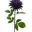 Dahlia Kunstbloem | Kleur: Paars | Lengte ± 70 centimeter | Per stuk