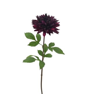 Arti Flora Dahlia Artificial flower | Colour: Dark purple | Length ± 70 centimetre | Per piece