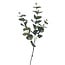 Arti Flora Eucalyptus Tak Kunstbloem | Kleur: Groen | Lengte ± 70 centimeter | Per tak