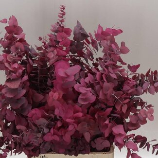 Freshy Eucalyptus Stuartiana | Farbe: Gemischte Farben | Gewicht 150 gram pro Bund | Pro 5 Bunde