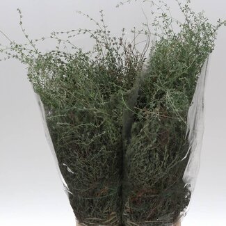 Freshy Thymus Falscher Thymian | Farbe: Grün | Länge ± 70 centimeter | Gewicht 400 gram pro Bündel | Pro 5 Bündel