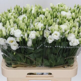 Freshy Eustoma Gevuld Rosi White