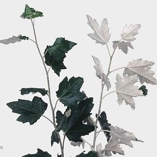 Freshy Populus Alba Peuplier blanc | Couleur: Vert Blanc | Longueur ± 70 centimeter | Par 20 branches