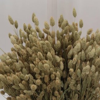 Freshy Phalaris Séché | Couleur: Inconnu | Longueur ± 60 centimeter | Poids ± 220 gram par bouquet | Par 2 bouquets