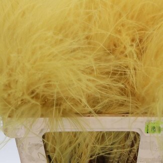 Freshy Stipa Feather grass | Colour: Green | Length ± 60 centimeter | 10 tufts per bunch | Per 5 bunches