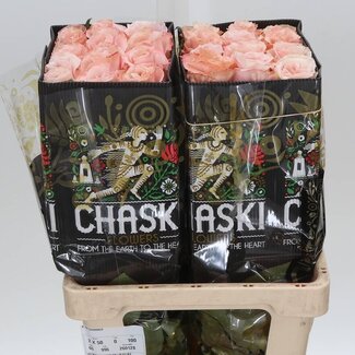 Freshy Rose à grandes fleurs “Shimmer” | Couleur: Rose | Longueur ± 60 centimètres | Origine Équateur | Par 25 tiges